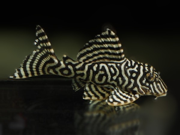 L333 White Tiger King