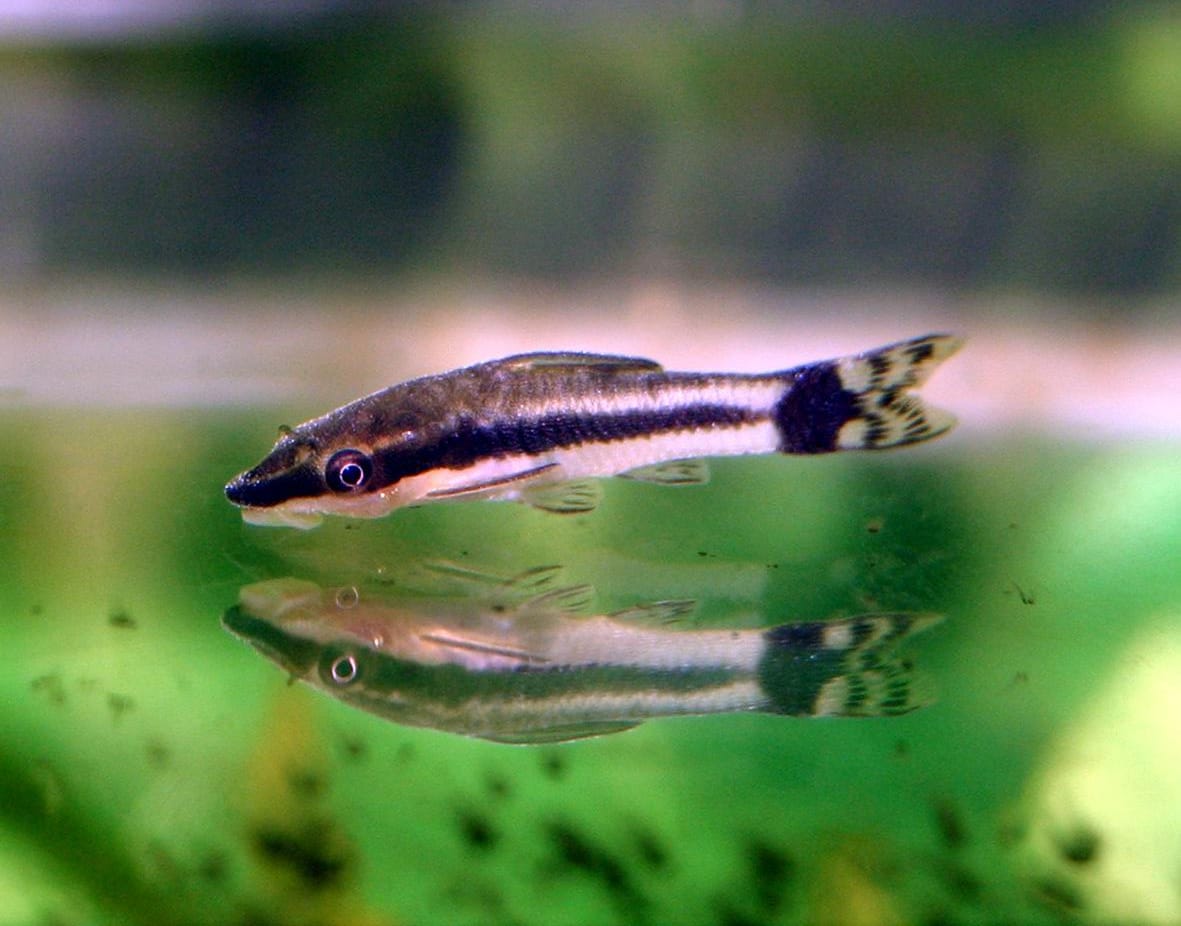 Otocinclus
