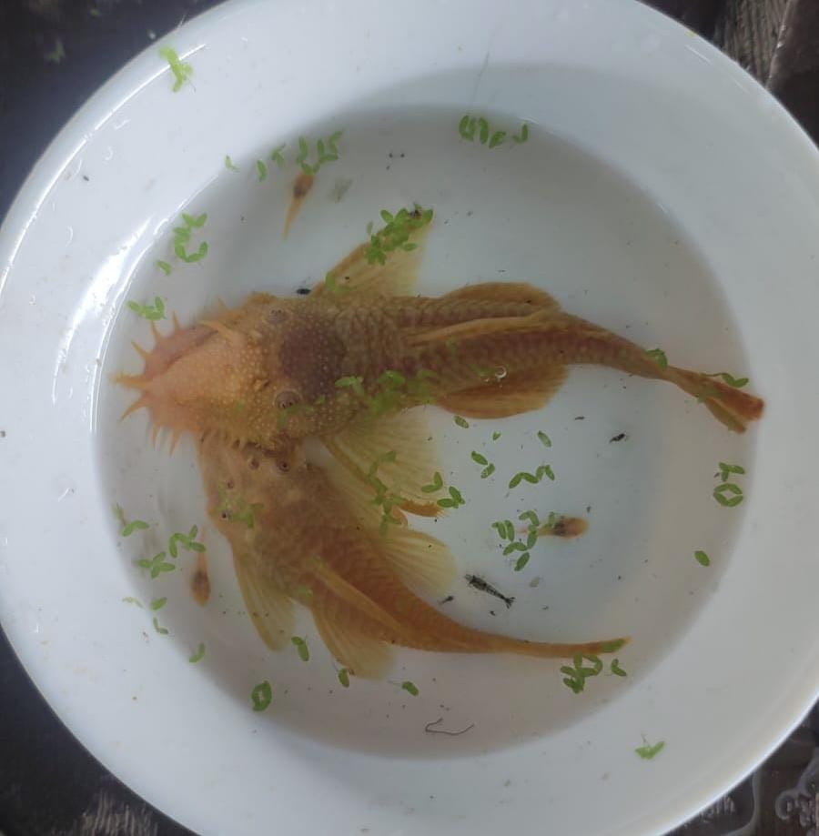 Albino Short Fin Bristlenose Breeding Pair