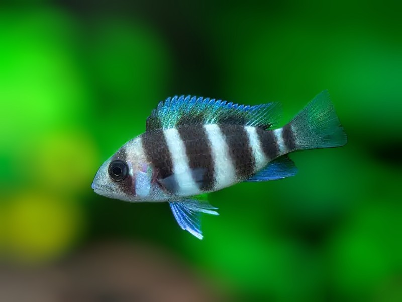 Frontosa