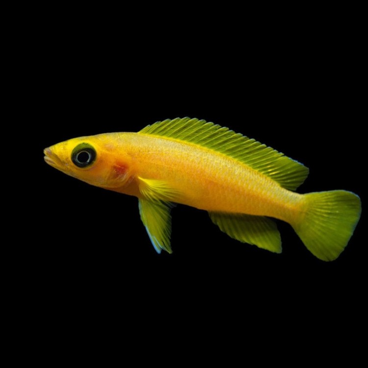 Lelupi