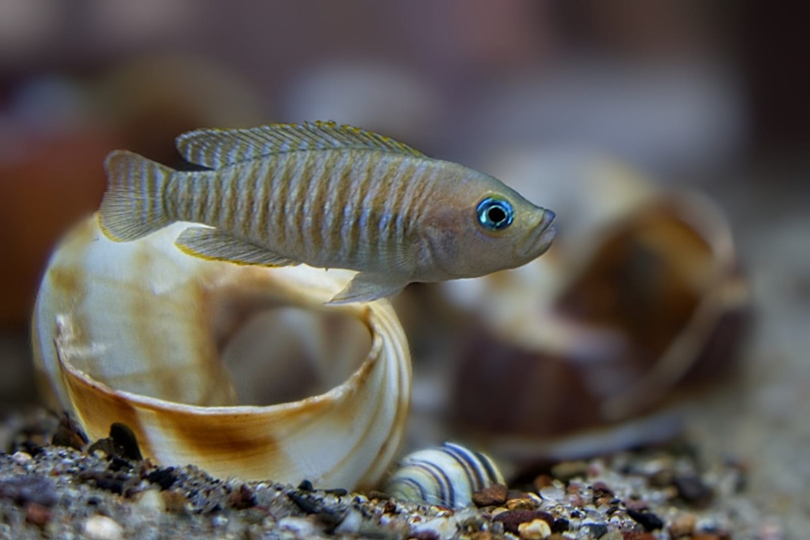 Multifasciatus