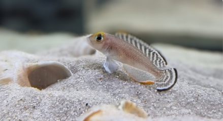 Neolamprologus ornatipinnis