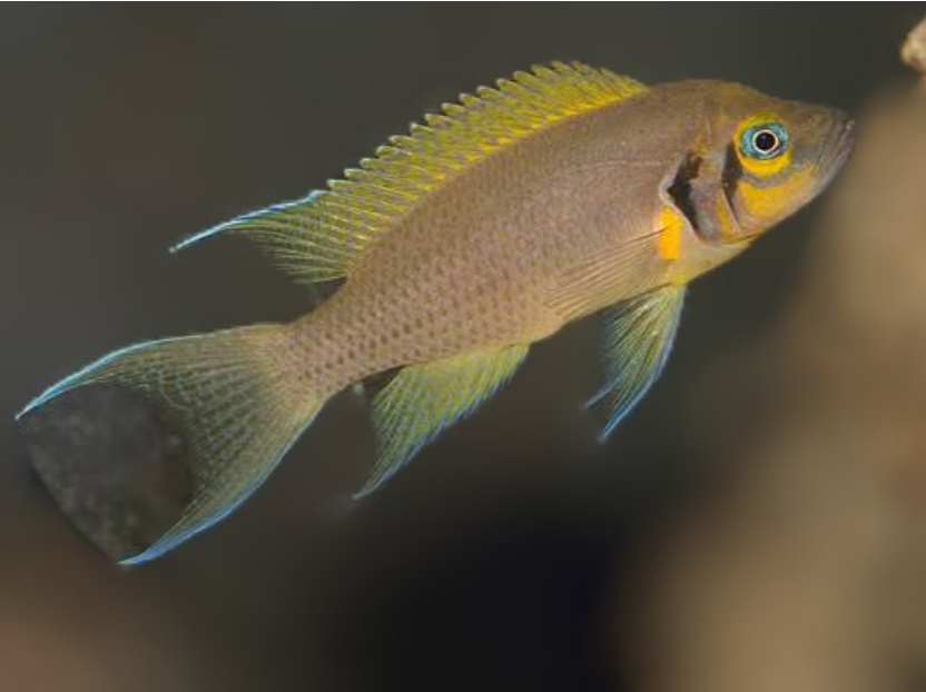 Neolamprologus pulcher daffodil