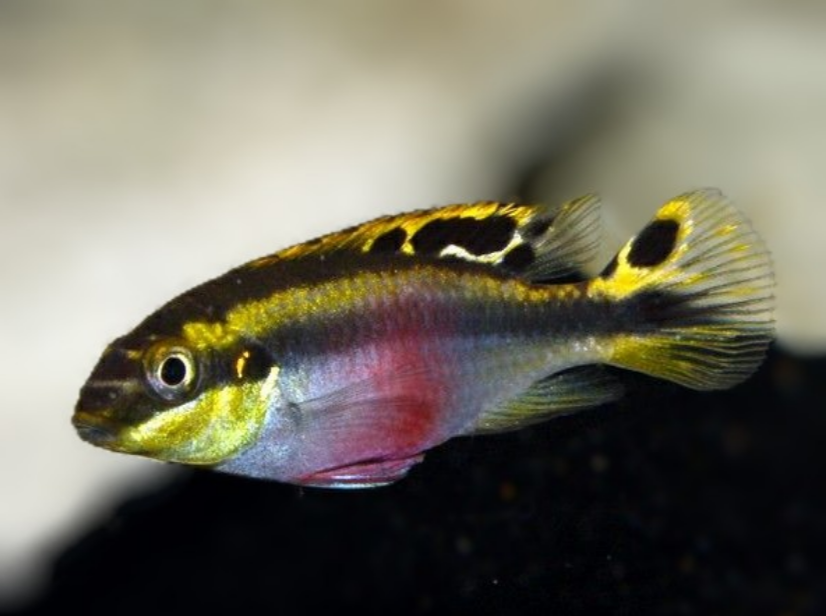 Rainbow Kribensis